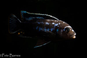 Metriaclima sp. 'msobo' Ngwasi